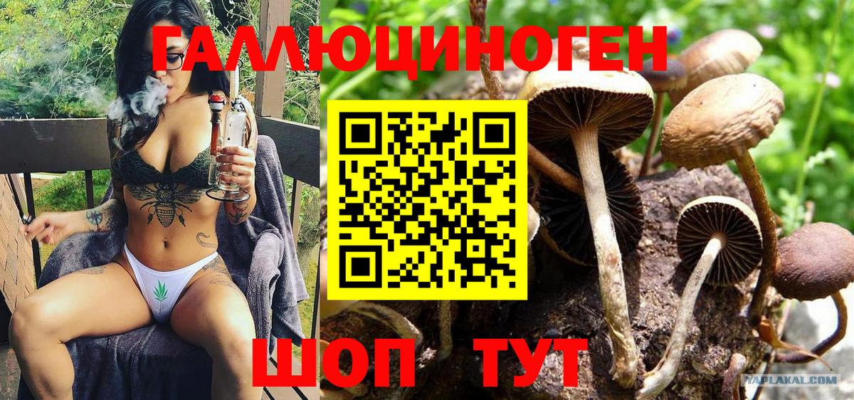 Елабуга  купить   Вход с VPN  Псилоцибиновые грибы мицелий 